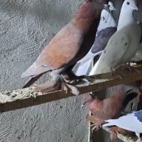 کبوتر راعبی