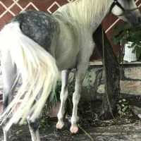 اسب نریان فوق العاده|اسب و تجهیزات اسب‌سواری|تهران, آذری|دیوار