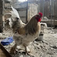 خروس برهما|حیوانات مزرعه|تهران, کوی هفدهم شهریور|دیوار