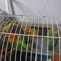 طوطی کوتوله برزیلی خوشرنگ