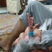 کبوتر کفترمسافتی|پرنده|یزد, |دیوار
