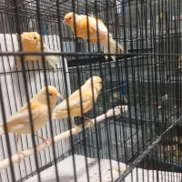 قناری جوجه ردفاکتور