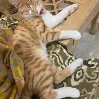 حیوان خانگی گربه معمولی|گربه|زنجان, |دیوار