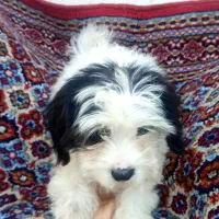 سگ شیتزو نر ۲ نیم ماهه فقط ۵