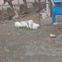 خرگوش فقط ۲۰۰ هزار