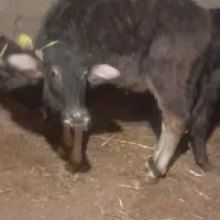 گوساله گاومیش|حیوانات مزرعه|انزل, |دیوار