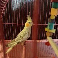 عروس هلندی