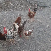 خروس عروس کوتوله