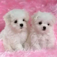 واگذاری توله سگ قند ۳۹۰۰