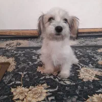 سگ سوپر فلت واگذار|سگ|رباطکریم, رباطکریم|دیوار