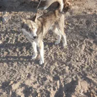 واگذاری|سگ|مشهد, شهید احمدی روشن|دیوار