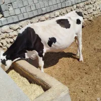گاو و گوساله