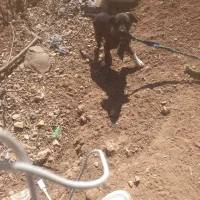 ۲عدد نر یک عدد ماده.|سگ|چیتاب, |دیوار