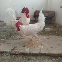خروس