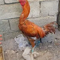 خروس اصیل|حیوانات مزرعه|میناب, |دیوار