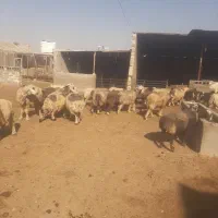 فروش گوسفند میش