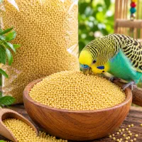 ارزن / دان کبوتر / ارزن وارداتی روس