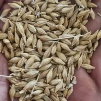 بذر جو بهمن مناسب کشت  آبی و دیم شش پر
