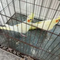عروس هلندی نرو ماده به شرط سالمی|پرنده|قم, تعویض پلاک|دیوار