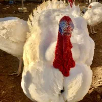 بوقلمون|حیوانات مزرعه|تهران, مشیریه|دیوار