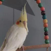 عروس هلندی گم شده