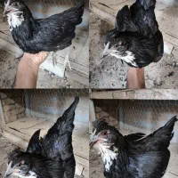 تخم نطفه دار گلین|حیوانات مزرعه|بن, |دیوار