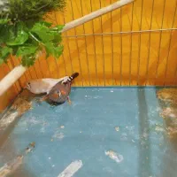 پرنده رو جوجه