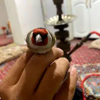 سهره|پرنده|سرپل ذهاب, |دیوار