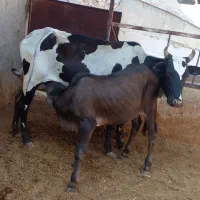 ۲ تا گاو گوساله دار نر