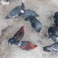 مقداری خروس وبوقلمو مال ا مسال|حیوانات مزرعه|زاغه, |دیوار