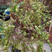 گلهای طبیعی|گل و گیاه طبیعی|رشت, تازه آباد|دیوار