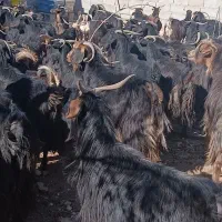 ۹۰ راس بز داشتی درجه یک|حیوانات مزرعه|آبدانان, |دیوار