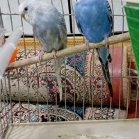 دوتا مرغ عشق نر و ماده