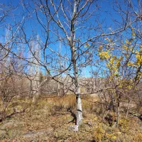 باسلام فر وش زمین کشاورزی