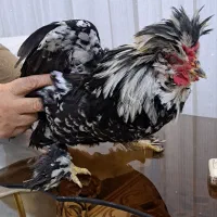 خروس یک عدد