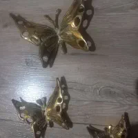 پروانه برنز