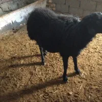 یک عددقوچ قارا