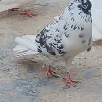 کفتر|پرنده|سجاس رود, |دیوار