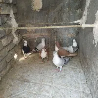 کبوتر هوایی و جفتگاه طوقی کلاغ دم ساده