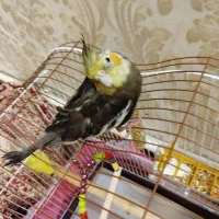 عروس هلندی|پرنده|خوی, |دیوار