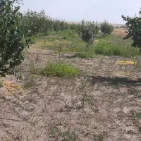 زمین باغی|فروش زمین و ملک کلنگی|بستان آباد, |دیوار