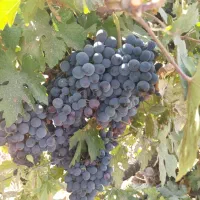 سوپر انگور سردشت
