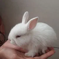 خرگوش تزیینی|موش و خرگوش|قروه, |دیوار