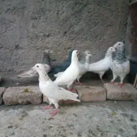 نر قلدر