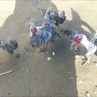 سمند مینییاتوری|موتورسیکلت|آق قلا, |دیوار