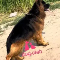 سگ ژرمن +سراب نگهبان فول در