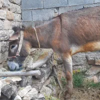 الاغ جوان وسرحال