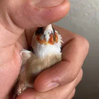 سهره چونه سفید