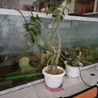 آکواریوم فروشی