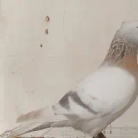 کبوتر|پرنده|مرودشت, ژیان|دیوار